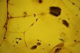 Fossil Oak Flower (Quercus) and Spider Web in Baltic Amber #145482-2